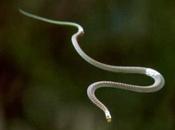 Extraordinary Unusual Snakes Won’t Believe Exist