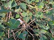 Arasa Maram Brown Song Bird (Cuckoo) நீலக் குயிலிருந்து நீண்டகதை சொல்லுவதும்