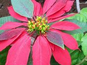 Euphorbia Pulcherrima Monroe Doctrine