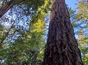 TOWERING TREES LADY BIRD JOHNSON GROVE, Redwood National Park, California