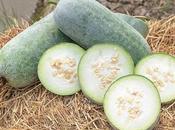 Gourd (Winter Melon): Nutritional Powerhouse with Diverse Culinary Health Benefits