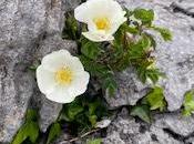 SPRING FLOWERS BURREN, COUNTY CLARE, IRELAND: Guest Post Marianne Wallace