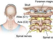 Vertebrae What Know