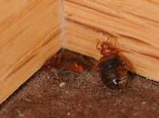 What Does Integrated Pest Management Have with Bugs