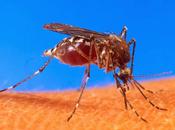 Threats from Warming Climate Come Extra Large Very Small Packages: Mosquitoes Carry Another Tropical Disease Toward U.S.