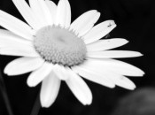 Beautiful Tribute...