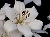 Wonderful White Lilies