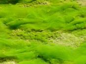 Scientists Make Algae Produce More Hydrogen