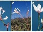 Plants Adapt Accommodate Long Proboscis South Africa. Blog