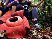 Traversing Intimate Spieces-Rafflesia Flower Malaysia