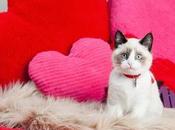 Photos: Valentine's Cats