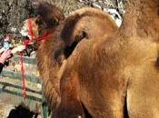 Press Loose Camel Acton Shows Love Valentine’s