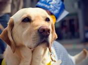 Guest Post: Guide Dogs Improve Lives