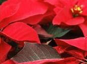 Poinsettias Gift That Keep Giving Year ‘Round