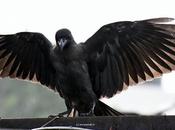 Wings Crow காக்கை சிறகினிலே நந்தலாலா