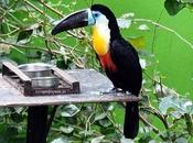 Hornbill Festival, Nagaland