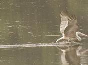 Pelican Landing River Thames Chennai) Water !!!)