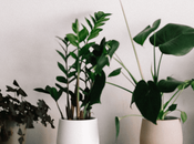 Low-Light Houseplants That Actually Survive Dark Corners (2025)
