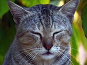 Stare பூனை கண்ணை மூடிக் கொண்டால்