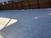 CSI: Backyard Edition