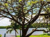 Types Acacia Wood Different Trees, Shrubs Species