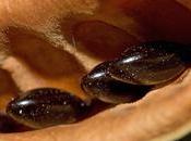 Acacia Seeds: Definition, Nutrition, Health Benefits, Pods, Germination