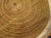 Acacia Tree Facts Might Know Fascinating