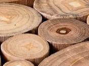 Acacia Wood Comparison: Differences Similarities Woods