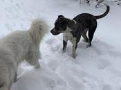 Cold-Weather Camping with Dogs: Tips from Seasoned Adventurers