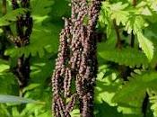 Monthly Fern: Sensitive Bead Fern