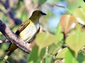 Crested Flycatcher (Myiarchus Crinitus)