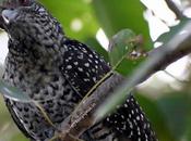 Social Media Thinker Kuyil