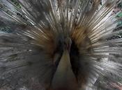 White Peacock தென்றல் தாலாட்ட தென்னை இருக்க