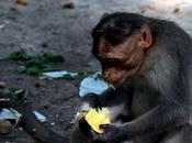 Beating Chennai Heat Eating Fruits