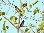 Falling Leaves Barbets