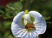 White Sanku Pushpam Sawfly
