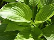 Mostly Green