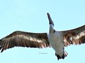 Pallu Pelican