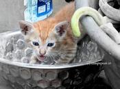 Cute Kittens