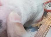 NABUNGI ESCOBAR! Life with American Bully Puppy Teething Tips Real Talk