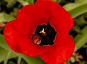 Tulips Gone Wild!