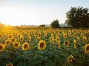 Bedazzled Sunflowers