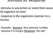 Stimulus Stimuli: Understanding Differences Optimal Brain Functioning