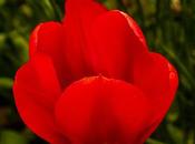 Bunch Tulips