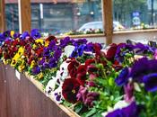 Plethora Pansies