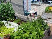 DOES YOUR GARDEN GROW? Visit with Mrs. Best’s Kindergarten Class, Haynes School, Angeles,