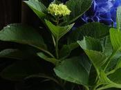 Deep Greens Blues Colors Choose