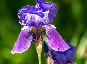 Irises, Them