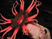 Nature’s Copycats: Plants That Mimic Animals