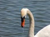 Featured Animal: Swan